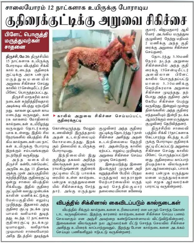 Trichy Injured Foal