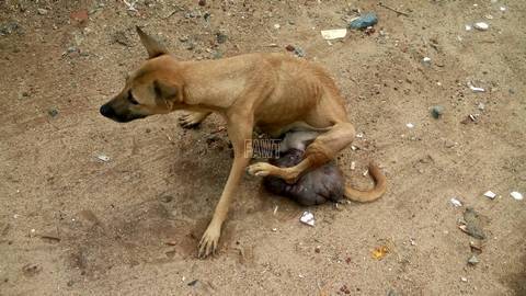 Faith Animal Welfare Trust is committed to reduce sufferings of Animals